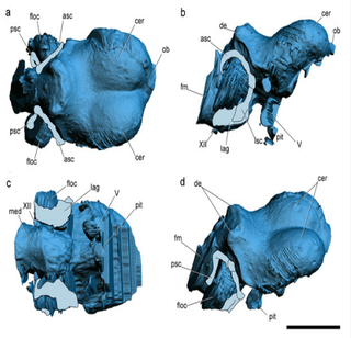 CT reconstruction of the newly described pterosaur’s skull. Scale bar is 1 cm (Credit: L Codorniu et al., 2016)